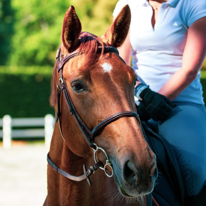 A close up of a horse rider wearing equestrianwear clothing garments.